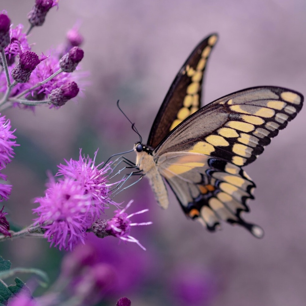 Meet your Posher, Frances